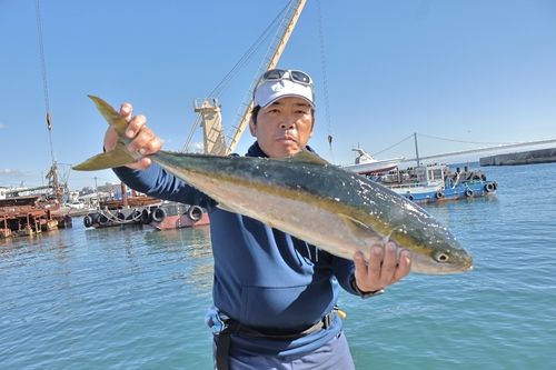 ブリの釣果