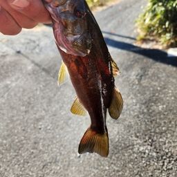 スモールマウスバス