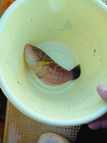 シロザメの釣果