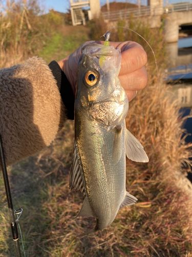 スズキの釣果