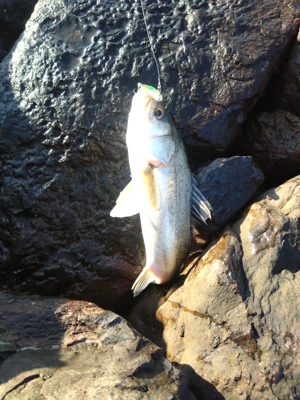 YAMAGA Blanks アーリー・フォーシーバス 97MMHの最安値・インプレ