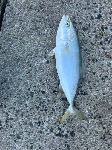 ヤズの釣果