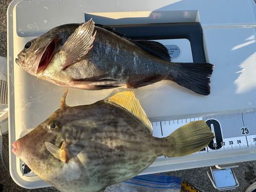 カワハギの釣果