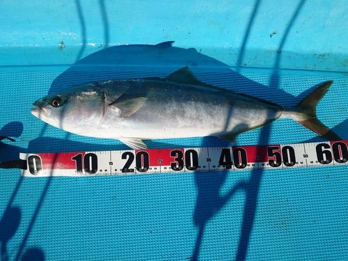 ワラサの釣果