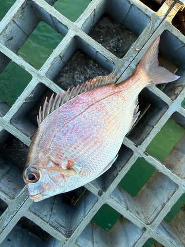 チャリコの釣果