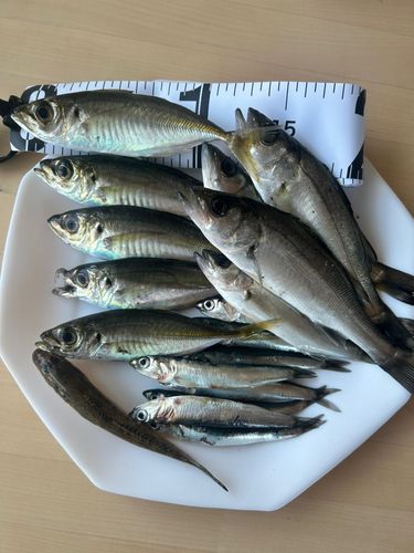 アジの釣果