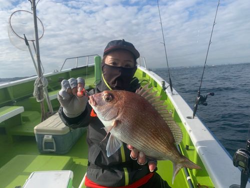 マダイの釣果