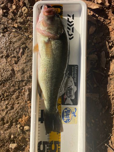 ブラックバスの釣果