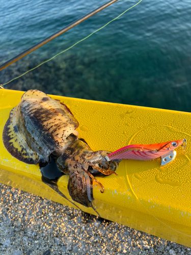 アオリイカの釣果