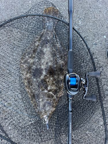 ヒラメの釣果