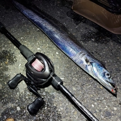 タチウオの釣果