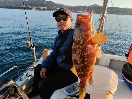 キジハタの釣果