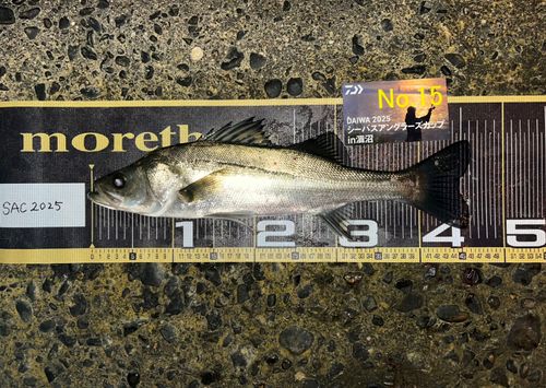 シーバスの釣果