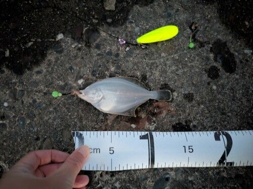 イシガレイの釣果