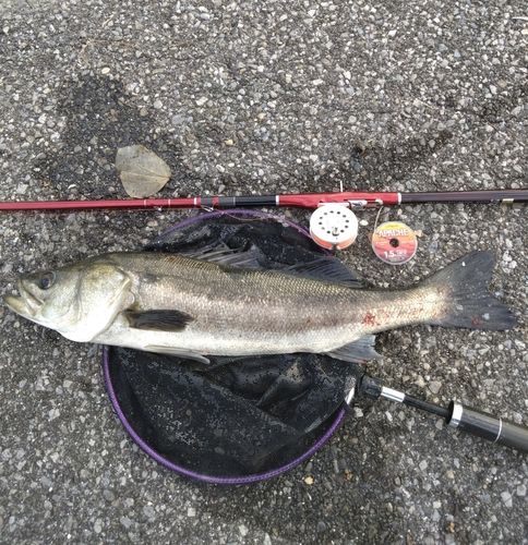 マダカ（マルスズキ）の釣果