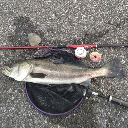 マダカ（マルスズキ）