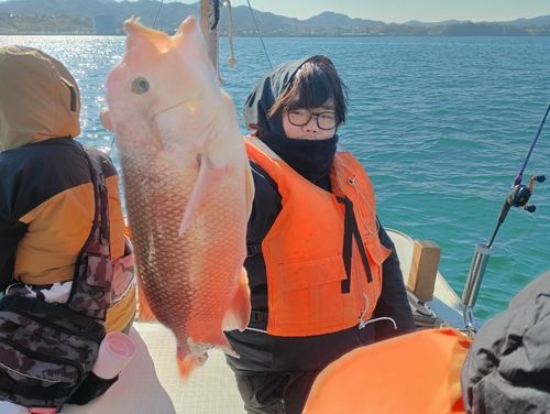 コブダイの釣果