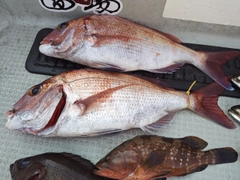 マダイの釣果