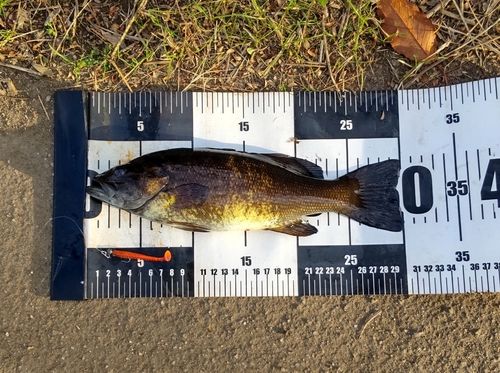 スモールマウスバスの釣果