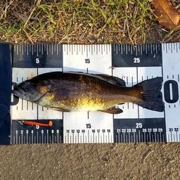 スモールマウスバス