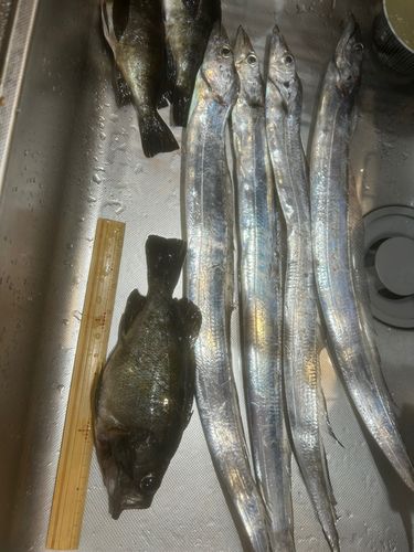 クロメバルの釣果