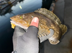 アイナメの釣果