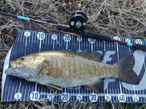スモールマウスバスの釣果