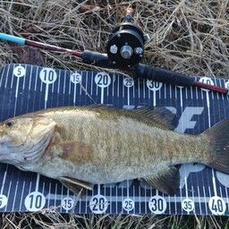 スモールマウスバス