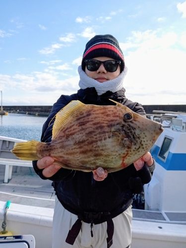 カワハギの釣果