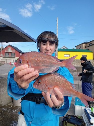 ハナダイの釣果