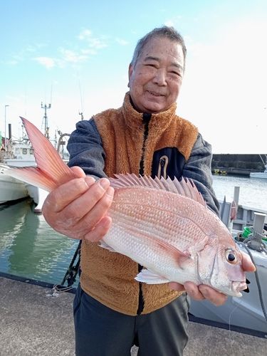 ハナダイの釣果