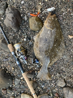 ヒラメの釣果