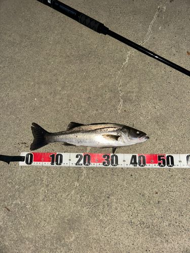 フッコ（マルスズキ）の釣果