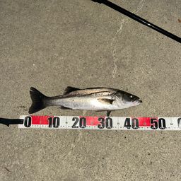 フッコ（マルスズキ）