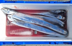 タチウオの釣果