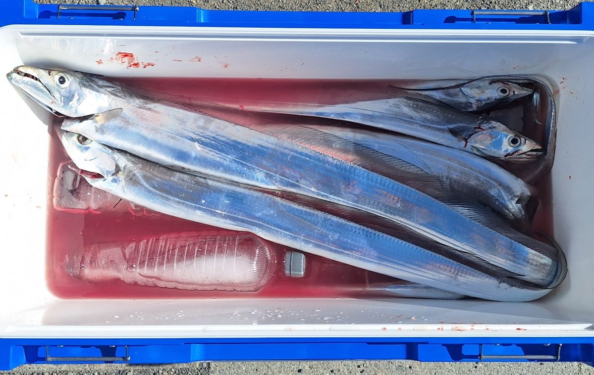 Kazu-kmkkさんの釣果 1枚目の画像