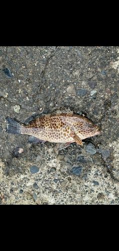 オオモンハタの釣果