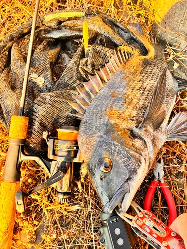 チヌの釣果