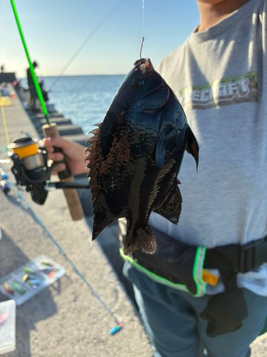 クロスズメダイの釣果