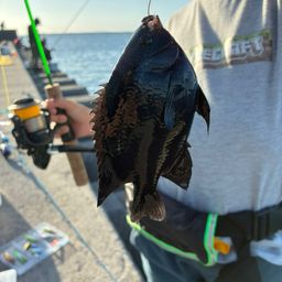 クロスズメダイ