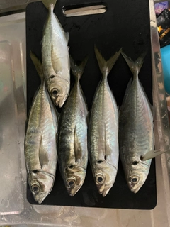 アジの釣果
