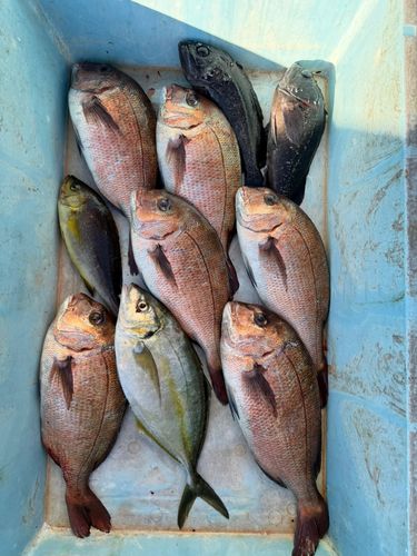 マダイの釣果