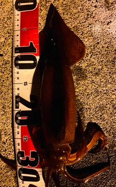 スルメイカの釣果