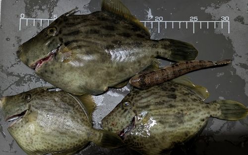 カワハギの釣果