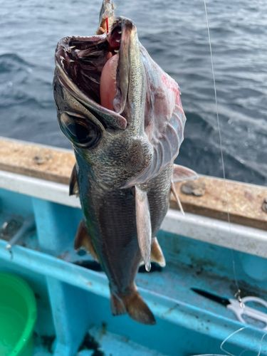 クロムツの釣果