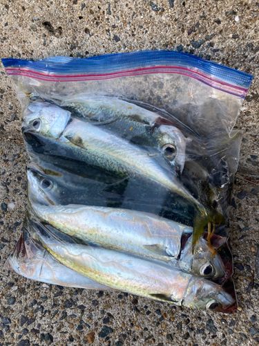 サバの釣果