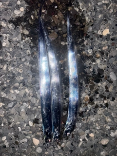 タチウオの釣果