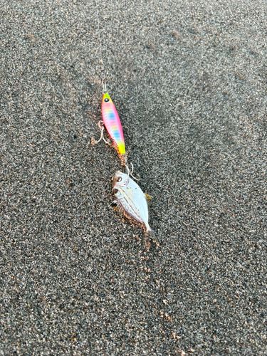 ヒイラギの釣果