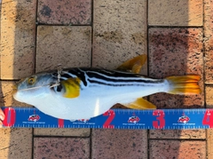 シマフグの釣果