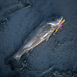 フッコ（マルスズキ）